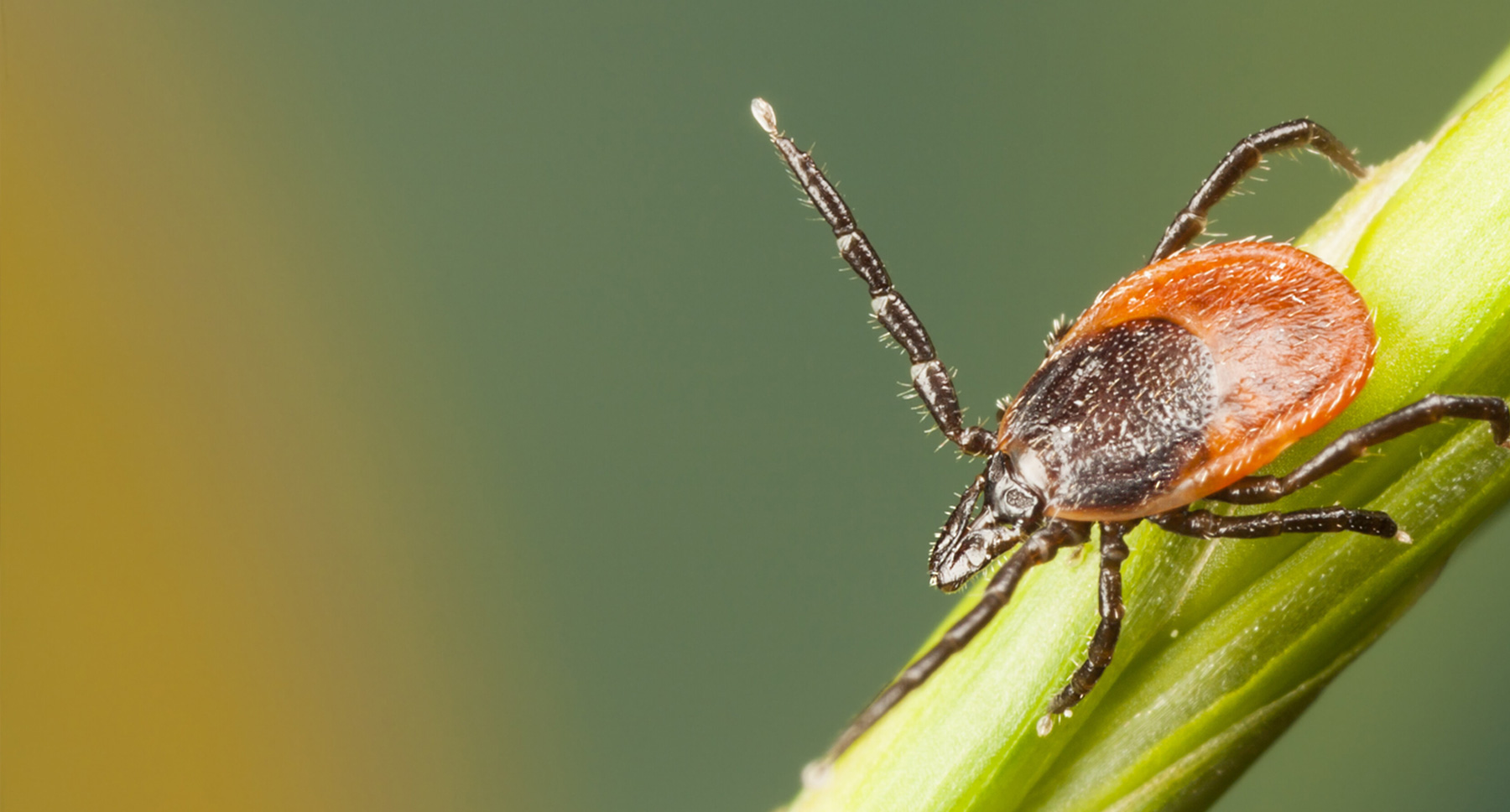 Pest Control Fleas Ticks Near Me - Call Apex Pest 1-800-684-2284