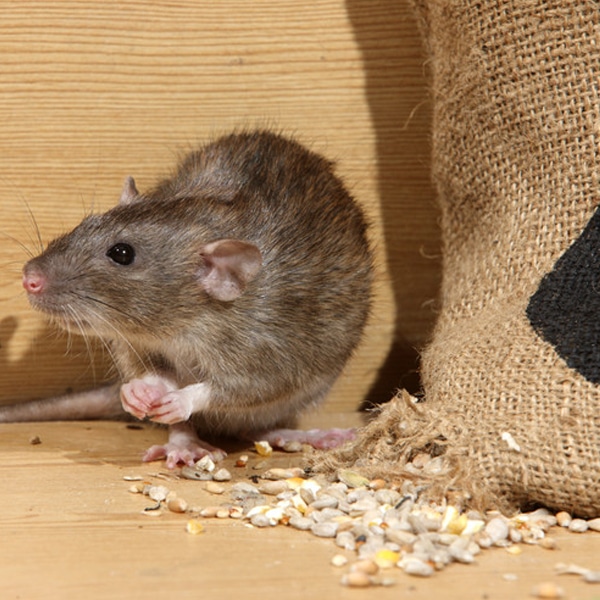 Rodent Pest Extermination