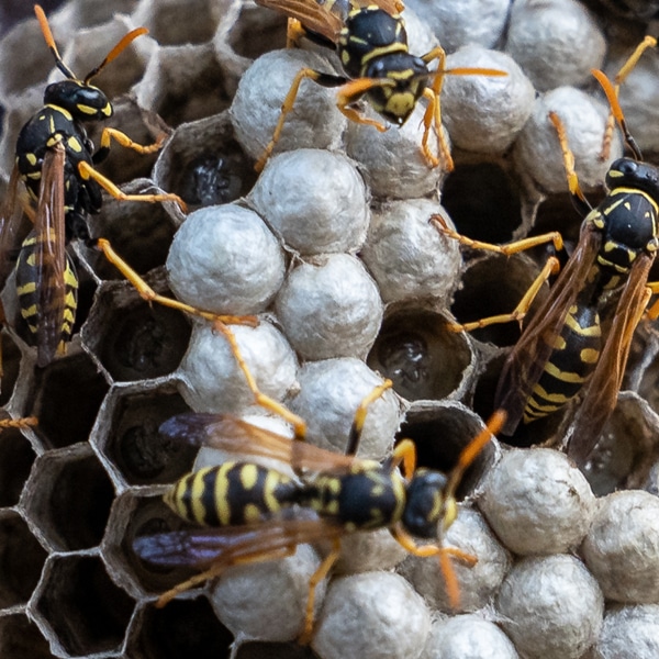 Stinging Insect Control Ohio